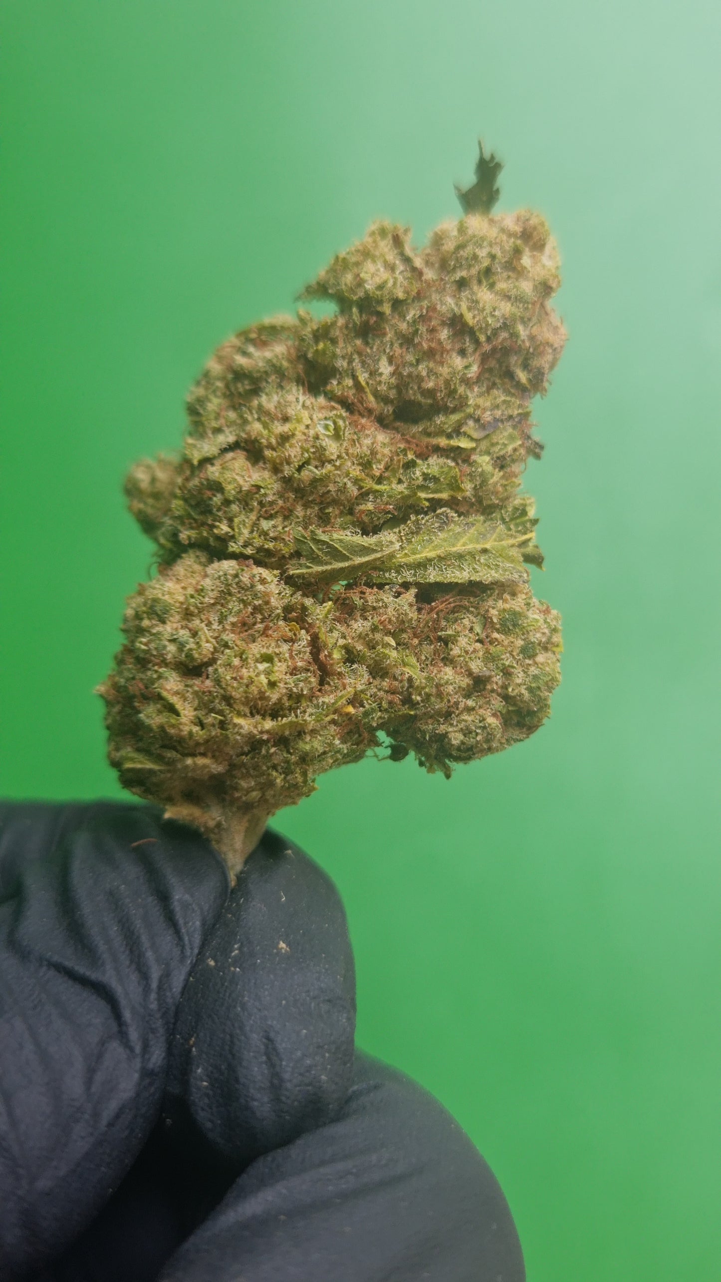 Silver Haze