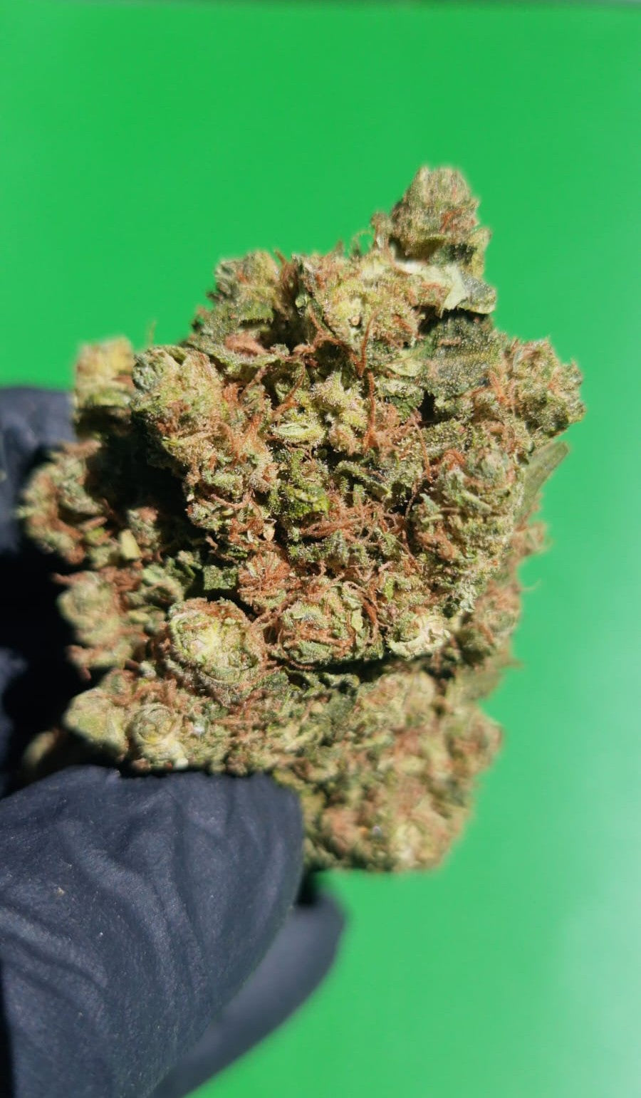 Amnesia