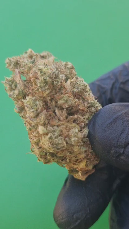 Gorilla glue