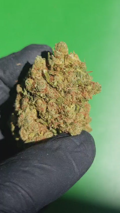 Amnesia
