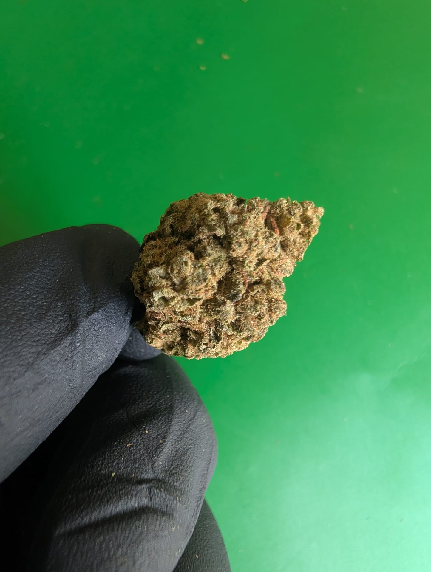 BUBBLE GUM